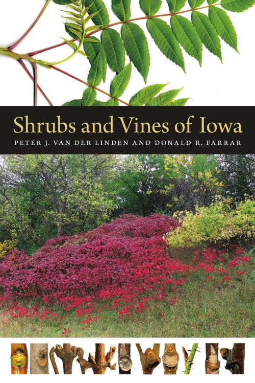 Cover of the book Shrubs and Vines of Iowa by Peter J. van der Linden, Donald R. Farrar, University of Iowa Press