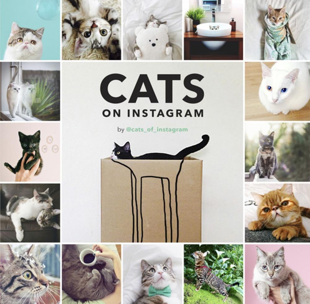 Big bigCover of Cats on Instagram