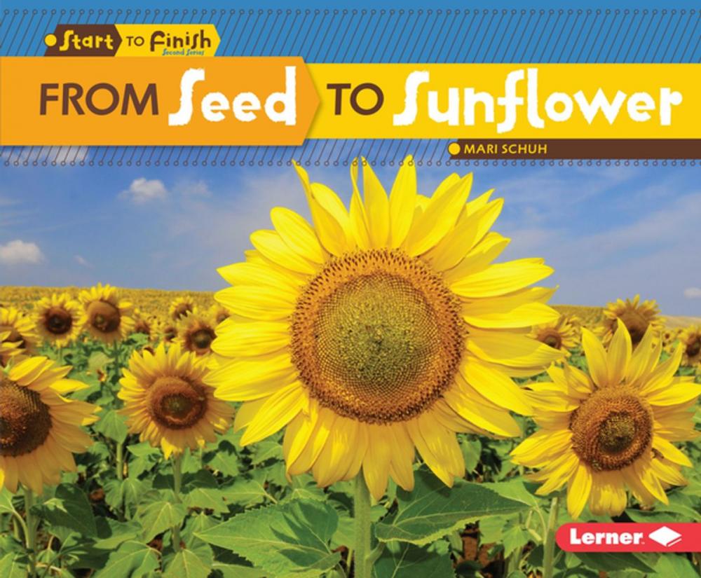 Big bigCover of From Seed to Sunflower