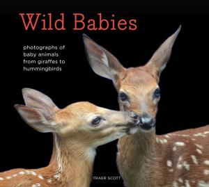 Cover of the book Wild Babies by E.P. Cutler, Julien Tomasello