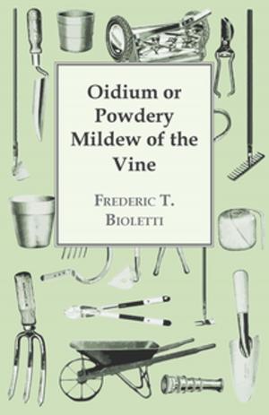 bigCover of the book Oidium or Powdery Mildew of the Vine by 