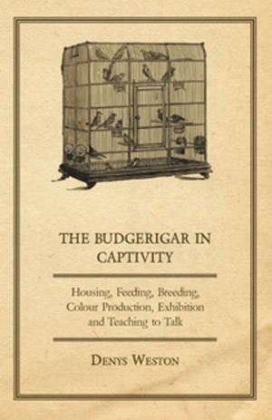bigCover of the book The Budgerigar in Captivity - Housing, Feeding, Breeding, Colour Production, Exhibition and Teaching to Talk by 