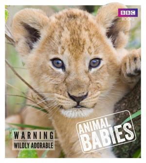Cover of the book Animal Babies by Alison Maloney
