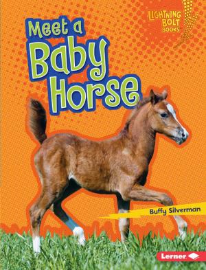 Cover of the book Meet a Baby Horse by Lisa Bullard