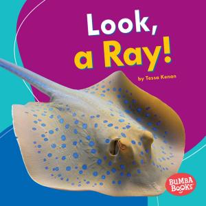 Cover of the book Look, a Ray! by Laura Hamilton Waxman