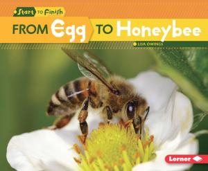 Cover of the book From Egg to Honeybee by Kiersi Burkhart, Amber J. Keyser