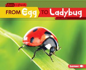 Cover of the book From Egg to Ladybug by Madeline Wikler, Judyth Groner