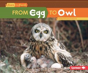Cover of the book From Egg to Owl by Matt Doeden