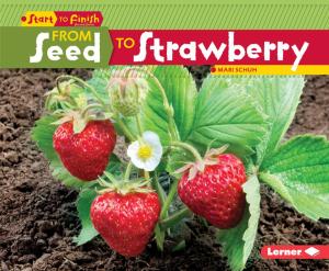bigCover of the book From Seed to Strawberry by 
