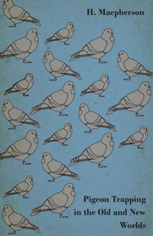 Cover of the book How To Trap Pigeons. Pigeon Trapping Methods by H. Macpherson, Read Books Ltd.