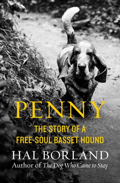 Cover of the book Penny by Hal Borland, Open Road Media