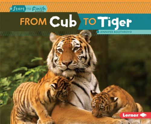 Cover of the book From Cub to Tiger by Jennifer Boothroyd, Lerner Publishing Group