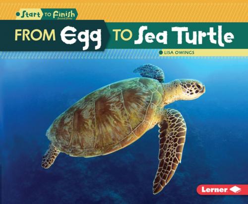 Cover of the book From Egg to Sea Turtle by Lisa Owings, Lerner Publishing Group