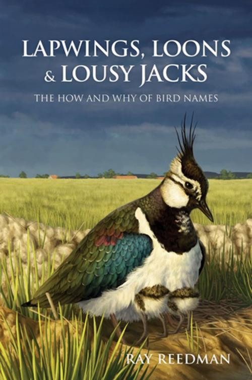 Cover of the book Lapwings, Loons and Lousy Jacks by Ray Reedman, Pelagic Publishing