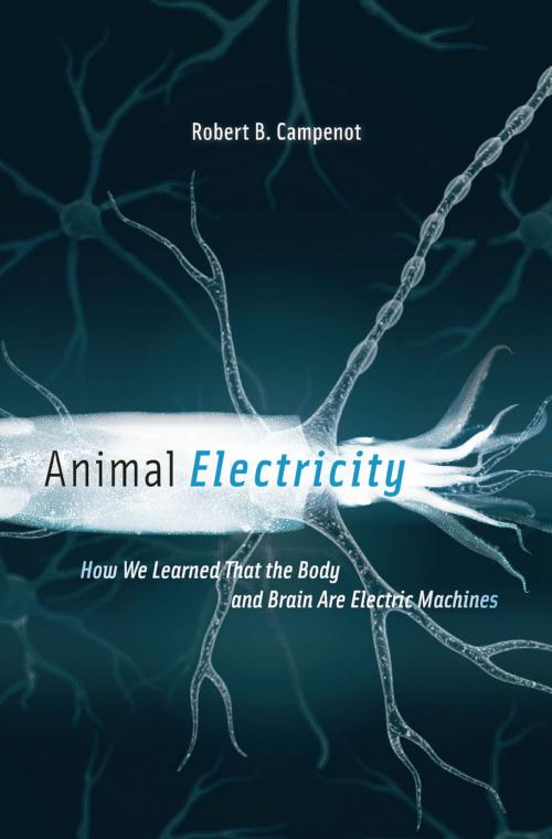 Cover of the book Animal Electricity by Robert B. Campenot, Harvard University Press