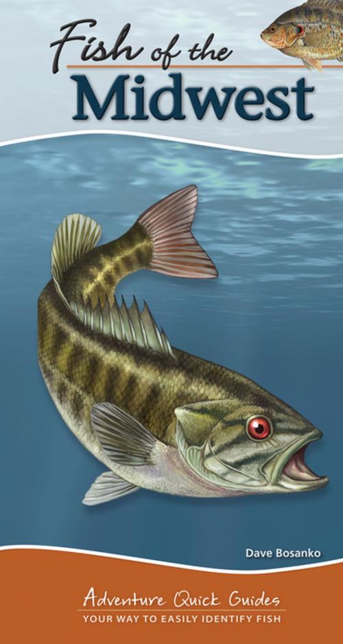 Cover of the book Fish of the Midwest by Dave Bosanko, Adventure Publications