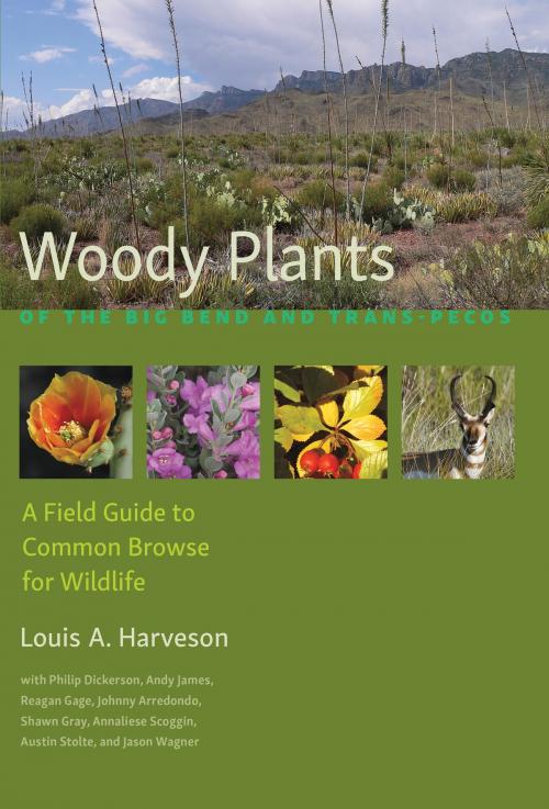 Cover of the book Woody Plants of the Big Bend and Trans-Pecos by Louis A. Harveson, Philip Dickerson, Andy James, Reagan Gage, Johnny Arredondo, Shawn Gray, Annaliese Scoggin, Austin Stolte, Jason Wagner, Texas A&M University Press