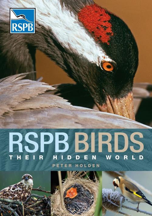 Cover of the book RSPB Birds: their Hidden World by Peter Holden, Bloomsbury Publishing