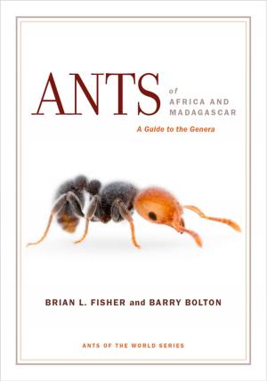 bigCover of the book Ants of Africa and Madagascar by 