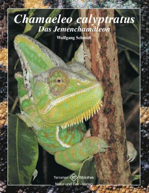 Cover of the book Chamaeleo calyptratus by Alex Warrington Ph.D., Asia Moore