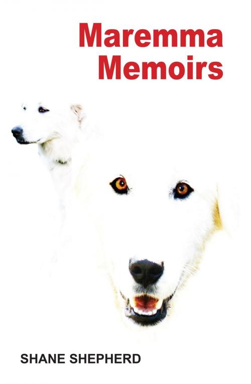 Cover of the book Maremma Memoirs by Shane Shepherd, Publicious Book Publishing