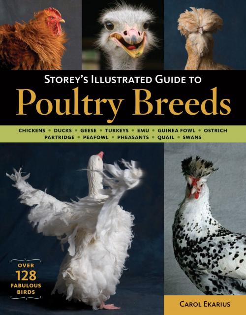 Cover of the book Storey's Illustrated Guide to Poultry Breeds by Carol Ekarius, Storey Publishing, LLC