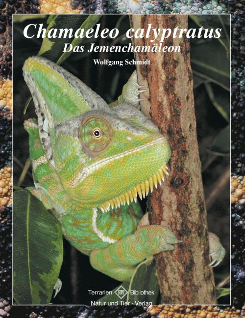 Cover of the book Chamaeleo calyptratus by Wolfgang Schmidt, Natur und Tier - Verlag