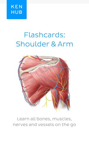 Cover of the book Flashcards: Shoulder & Arm by Kenhub