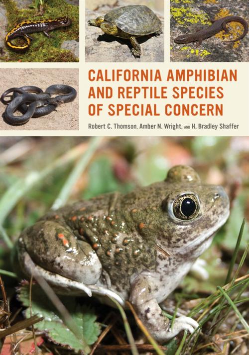 Cover of the book California Amphibian and Reptile Species of Special Concern by Robert C. Thomson, University of California Press