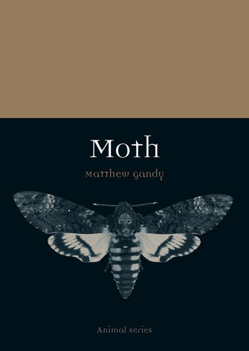 Cover of the book Moth by Matthew Gandy, Reaktion Books