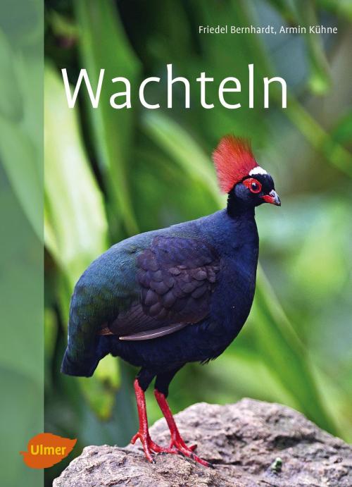Cover of the book Wachteln by Friedel Bernhardt, Armin Kühne, Verlag Eugen Ulmer