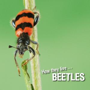 bigCover of the book How they live... Beetles by 