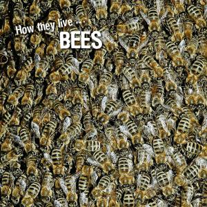 Cover of How they live... Bees