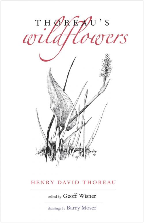 Cover of the book Thoreau's Wildflowers by Henry D. Thoreau, Yale University Press