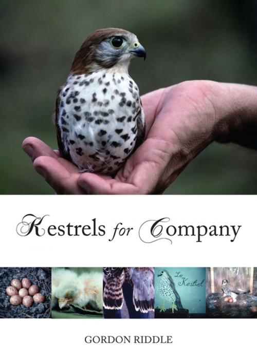Cover of the book Kestrels for Company by Gordon Riddle, Whittles Publishing