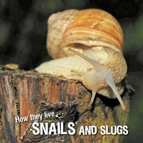 Cover of the book How they live... Snails and Slugs by David Withrington, Ivan Esenko, Okaši