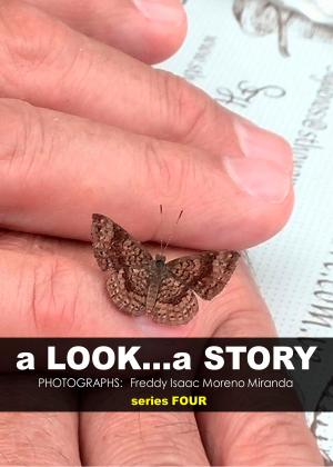 Cover of the book a Look... a Story by Maria Luisa Lázzaro