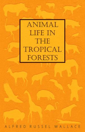 Book cover of Animal Life in the Tropical Forests