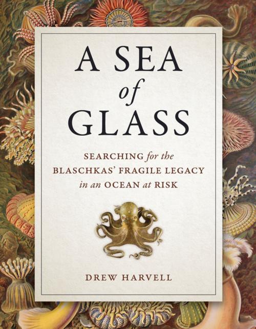 Cover of the book A Sea of Glass by Drew Harvell, University of California Press