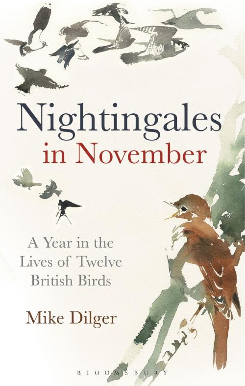 Cover of the book Nightingales in November by Mike Dilger, Bloomsbury Publishing