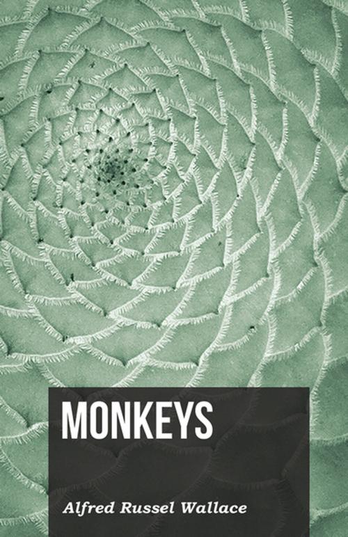 Cover of the book Monkeys by Alfred Russel Wallace, Read Books Ltd.