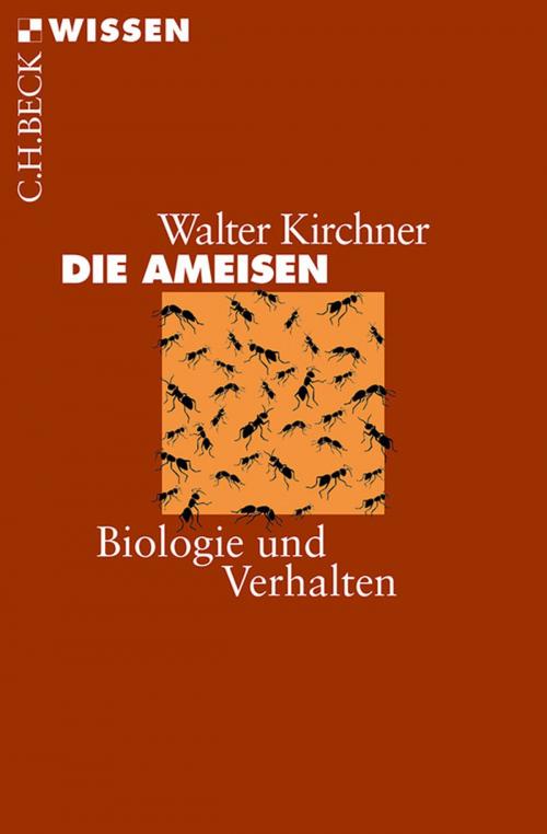 Cover of the book Die Ameisen by Walter Kirchner, C.H.Beck