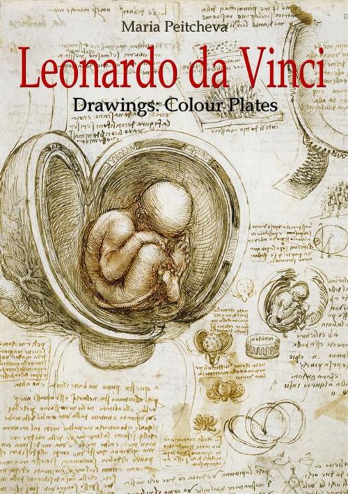 Cover of the book Leonardo da Vinci Drawings: Colour Plates by Maria Peitcheva, Maria Peitcheva