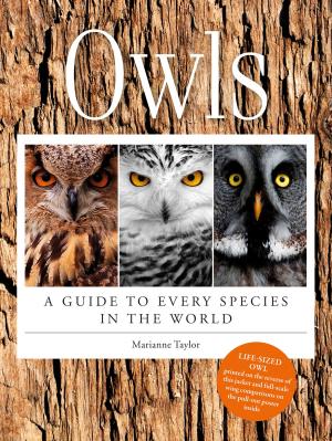 Cover of the book Owls by Jorge Balaguer