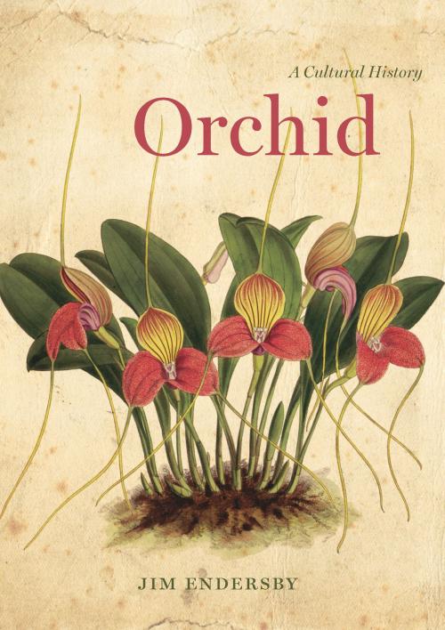 Cover of the book Orchid by Jim Endersby, University of Chicago Press