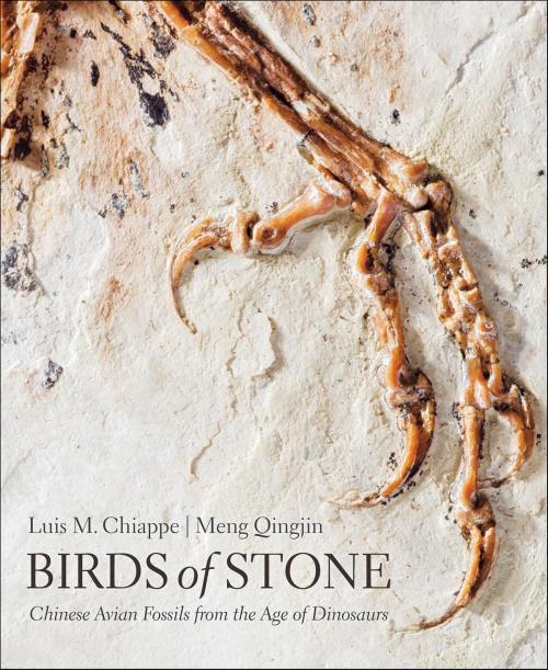 Cover of the book Birds of Stone by Luis M. Chiappe, Meng Qingjin, Johns Hopkins University Press