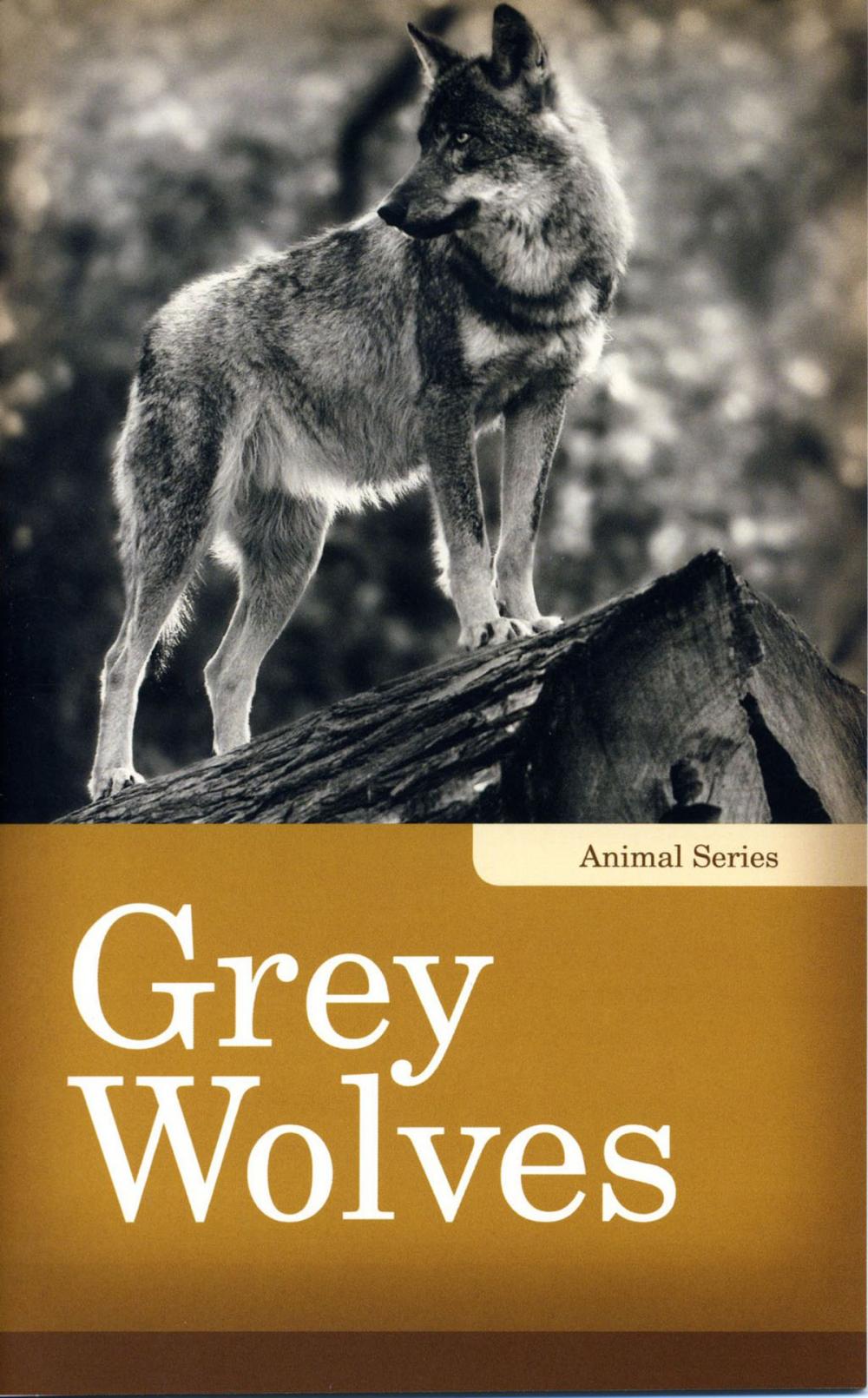 Big bigCover of Grey Wolves