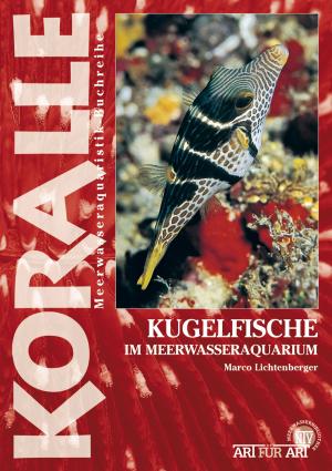 Cover of Kugelfische im Meerwasseraquarium