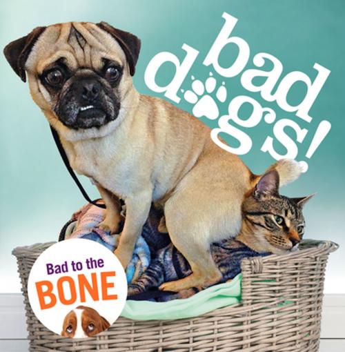 Cover of the book Bad Dogs by Virginia Woof, St. Martin's Press