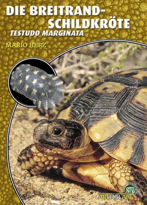 Cover of the book Die Breitrandschildkröte by Mario Herz, Natur und Tier - Verlag